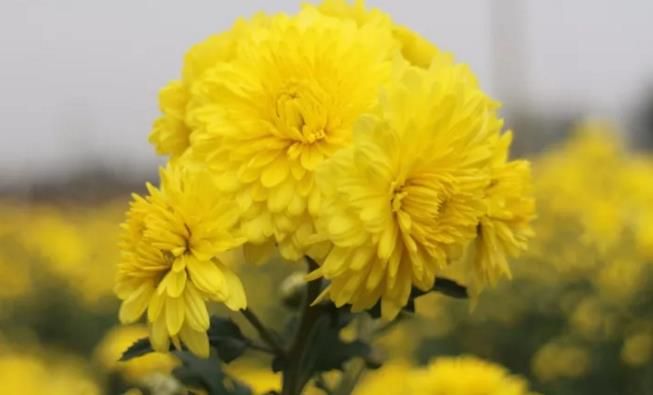 千畝云臺(tái)冰菊盛開，誠邀您蒞臨免費(fèi)參觀！