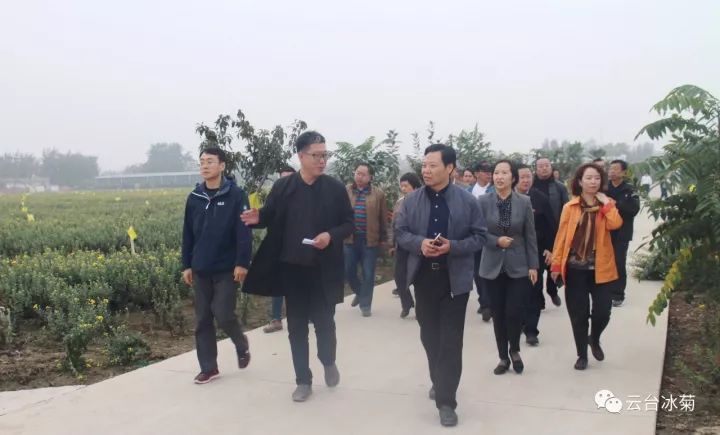 云臺冰菊基地發(fā)生了什么？一批批領(lǐng)導(dǎo)專家團隊前來！