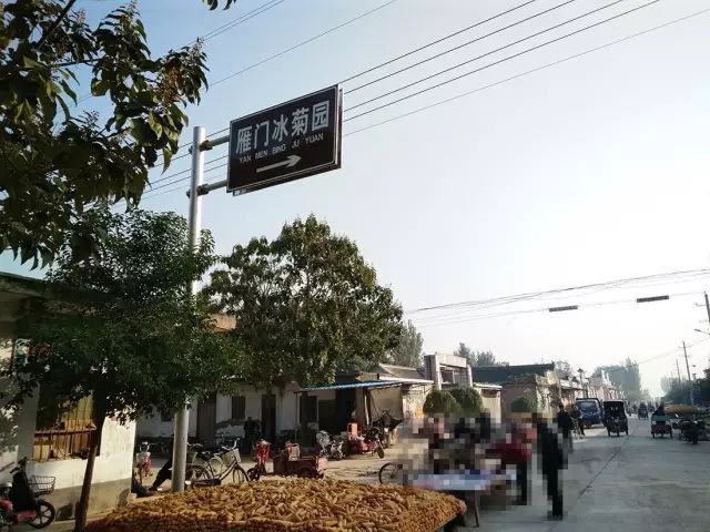 如何找到云臺(tái)冰菊？怎樣找到云臺(tái)冰菊？